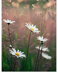 Flowers of the field lyrics. Wallpaper Flowers Photography Nature Photography Wild Flowers