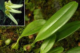 Image result for Bulbophyllum longiflorum