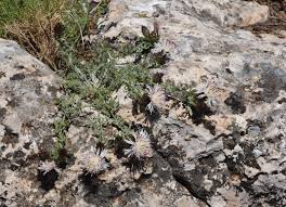 Image result for Centaurea praecox