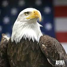 Common Name Bald Eagle American Eagle Scientific Name Haliaeetus Leucocephalus Bald Eagle American Nationalism American Symbols
