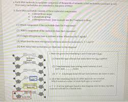 Rna has the bases of cytosine, guanine and uracil, while dna has the bases cytosine, guanine, adenine and thymine. A Each Dna Molecule Is A Polymer Comprised Of Chegg Com