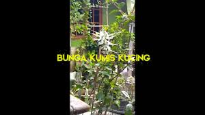 Check spelling or type a new query. Nama Bunga Yang Aneh Dan Unik Youtube