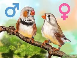5 Ways To Raise Zebra Finches Wikihow