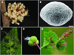 Image result for Acalypha welwitschiana