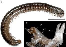 Image result for Cylindropsis