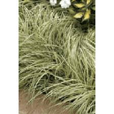 Image result for Carex brassii