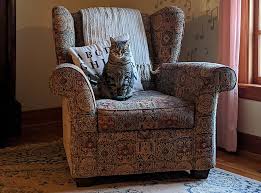 How can my cat lose weight. How To Help An Overweight Cat Lose Weight