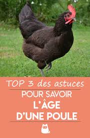 3 Astuces Pour Savoir L Age D Une Poule Nom De Poule Poule Elevage Poule Pondeuse