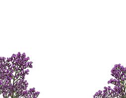 Image result for Vernonia karaguensis