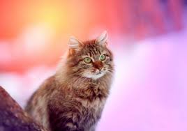 And if the animal crossed your way, you will have to meet with an unpleasant person. Black Cat Dream Meaning When You See Black Cats In Your Dream