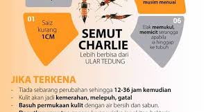 Kata kunci 'semut charlie' langsung banyak dicari di mesin google. 6 Fakta Penting Mengenai Semut Charlie Yang Mesti Diketahui