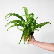 Image result for Asplenium linckii