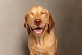 Der foxred labrador ist also keine neumodische züchtung, die sich die züchter haben einfallen der foxred labrador unterscheidet sich in seinem wesen so gut wie gar nicht von anderen labradoren. Fox Red Labrador Color Personality Pros And Cons Origin Marvelous Dogs