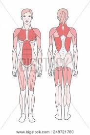 In this video i talk about the muscles that come from the thoracic wall and chest muscles that insert on the shoulder bones.✅. Figure Woman Scheme Vector Photo Free Trial Bigstock