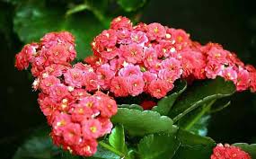 Quartz Rose Verbena Kalanchoe Flowers Kalanchoe Blossfeldiana Types Of Succulents