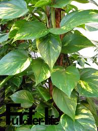 Furcifer Life Madagaskar Pflanzen Arten Abzugeben Haltung Karten Klima Nachzuchten News Zucht Zuchtgruppen