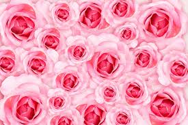 Hd & 4k quality wallpapers no attribution required available on all devices! Abstract Background Fresh Flower Pink Roses Wallpaper Love And Valentine S Day 2928558 Stock Photo At Vecteezy