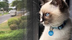 Maybe you would like to learn more about one of these? Woman Contracts Orbital Cowpox In Her Eye After Scratch From Pet Cat