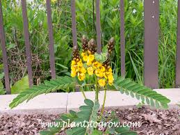 Image result for Senna didymobotrya