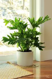 Welcome To The Jungle Big House Plants Best Indoor Plants Plants