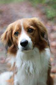 pin by maija on dogs cute cats and dogs beautiful dogs dogs