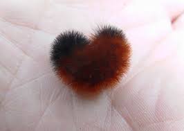 Black And Red Striped Fuzzy Caterpillar Woolly Bear Caterpillars Wooly Bear Caterpillar Woolly Bear Unusual Animals