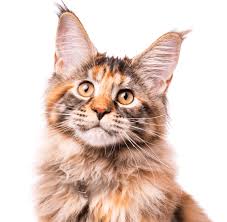 Kittens as young as these are easier to take care of as long as their surroundings are safe, they are provided with food appropriate for them, and they know where to find the litter box. Maine Coon Kittens For Sale Adoptapet Com