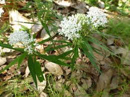 Image result for Asclepias schumanniana