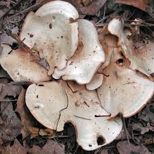 Image result for Clitocybe multiceps