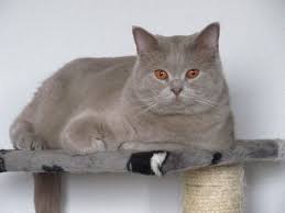 Lilac British Shorthair Cat Http Le Domaine De Chopin Fr Index Html Races De Chats Beaux Chats Animaux