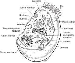 Check spelling or type a new query. Inside Eukaryotic Cells Dummies