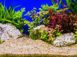 Aquascaping is a great form of art that focuses on making underwater landscapes in an aquarium. Aquascape Design Ideas Different Types Of Aquascapes