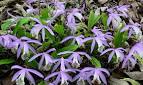 Pleione formosana