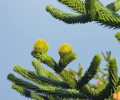 Image result for Arauk rie Araucaria