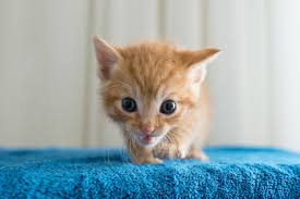 Looking to really make a difference by caring for a. Kittens Are Flooding L A Animal Shelters And Foster Families Are Needed