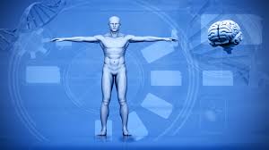 Just a quick reference guide to different bodytypes of the female figure. Human Body Diagram Bodytomy