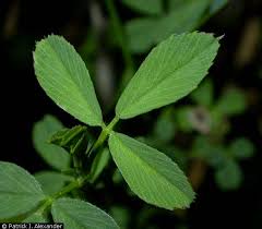 Image result for Medicago laciniata