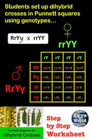 The phenotype ratio predicted for dihybrid cross is 9:3:3:1. Dihybrid Punnett Squares Dihybrid Cross Worksheet Dihybrid Cross Biology Worksheet