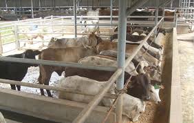 Penampakan dan postur sapi limosin memang berbeda dibanding sapi lokal asli indonesia lainnya. 99 Foto Desain Kandang Sapi Potong Download Yang Bisa Anda Tiru