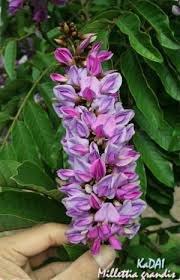 Image result for Millettia dura