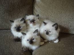 Skadminnovember 27, 2017leave a comment. Ragdoll Kittens For Sale In Virginia Petfinder