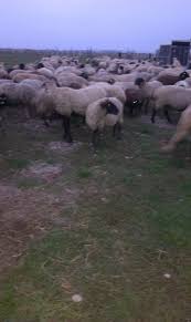 Capre de vanzare slobozia arges 0761678192. Vand Oi Carabase Si Capre