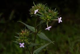 Image result for Conostomium natalense