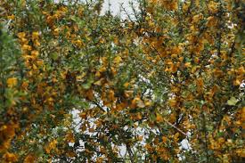 Image result for Brya