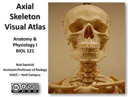 Axial Skeleton Visual Guide Axial Skeleton Anatomy Atlas Anatomy