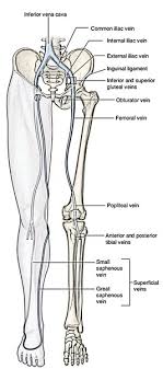 Vtt 150 horse leg anatomy diagram quizlet. Easy Notes On Lower Limb Learn In Just 4 Minutes Earth S Lab