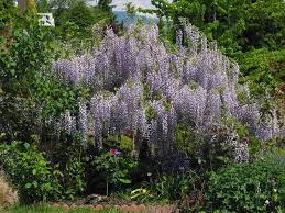 Wisteria Tree Vs Wisteria Vine Wisteria Tree Trees To Plant Wisteria