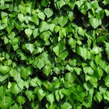 She has red glowing eyes and gray skin. Buy Irish Ivy Hedera Hibernica 17 99 Delivery By Crocus