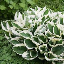 Staudenfoto Zu Hosta Fortunei Patriot Funkie Herzblatt Lilie Hosta Pflanzen Pflanzen Garten Landschaftsbau