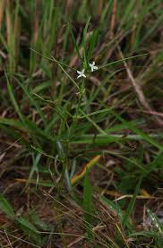 Image result for Spermacoce subvulgata